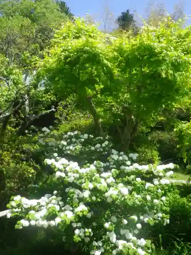 浄光明寺の自然