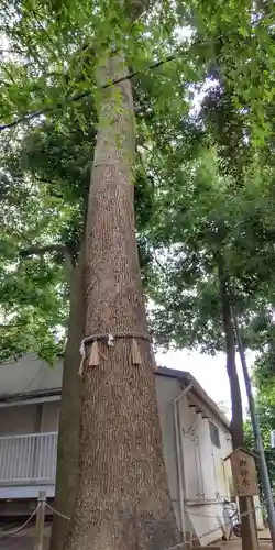 金ヶ作熊野神社の自然