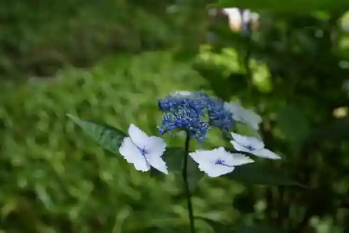 長壽寺（長寿寺）の自然