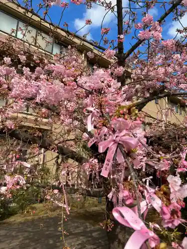 桜神宮(東京都)