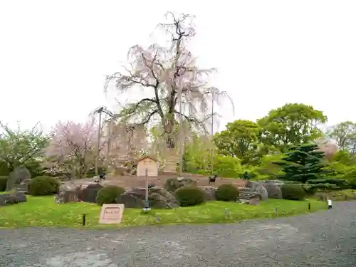 東寺（教王護国寺）の自然