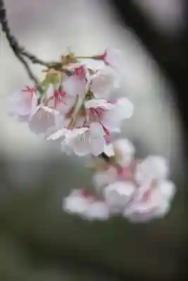 密藏院(埼玉県)