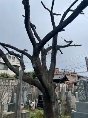 本光寺の{uncategorized: "未分類", other: "その他", undefined: "問題あり", building: "その他建物", grave: "お墓", sacred_gate: "鳥居", guardian: "狛犬", statue: "像", buddha: "仏像", history: "歴史", nature: "自然", garden: "庭園", animal: "動物", pagoda: "塔", temizu: "手水舎", mountain_gate: "山門・神門", sanctuary: "本殿・本堂", subordinate: "末社・摂社", art: "芸術", scenery: "景色", jizo: "地蔵", ema: "絵馬", goshuin: "御朱印", omikuji: "おみくじ", items: "授与品その他", amulet: "お守り", goshuincho: "御朱印帳", eats: "食事", festival: "お祭り", votive_dance: "神楽", shichigosan: "七五三参", wedding: "結婚式", experience: "体験その他", initially: "初詣", around: "周辺", anti_infection: "感染症対策"}