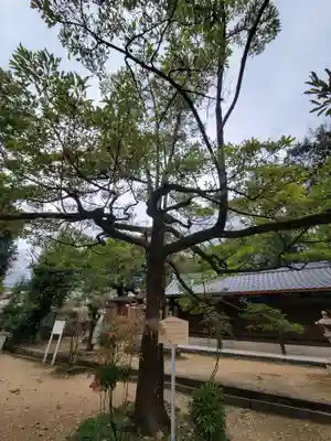 弓弦羽神社の自然