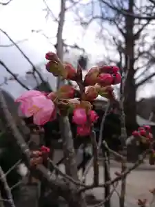 賀羅加波神社の自然(2021年03月16日(火) 16時32分10秒投稿)