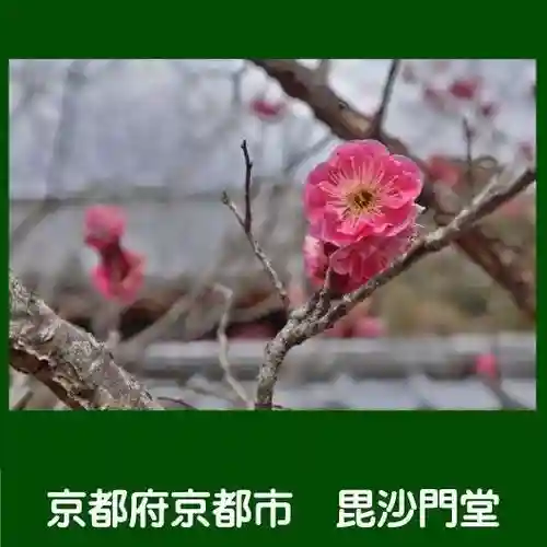 毘沙門堂門跡の自然