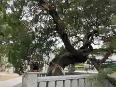 高砂神社の庭園