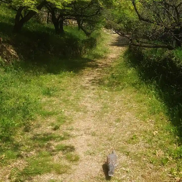 篠ケ谷神社の動物