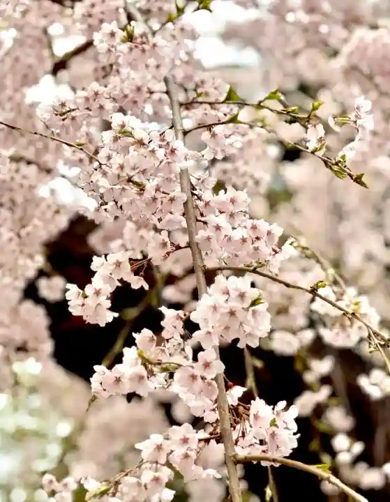 榴岡天満宮の{uncategorized: "未分類", other: "その他", undefined: "問題あり", building: "その他建物", grave: "お墓", sacred_gate: "鳥居", guardian: "狛犬", statue: "像", buddha: "仏像", history: "歴史", nature: "自然", garden: "庭園", animal: "動物", pagoda: "塔", temizu: "手水舎", mountain_gate: "山門・神門", sanctuary: "本殿・本堂", subordinate: "末社・摂社", art: "芸術", scenery: "景色", jizo: "地蔵", ema: "絵馬", goshuin: "御朱印", omikuji: "おみくじ", items: "授与品その他", amulet: "お守り", goshuincho: "御朱印帳", eats: "食事", festival: "お祭り", votive_dance: "神楽", shichigosan: "七五三参", wedding: "結婚式", experience: "体験その他", initially: "初詣", around: "周辺", anti_infection: "感染症対策"}