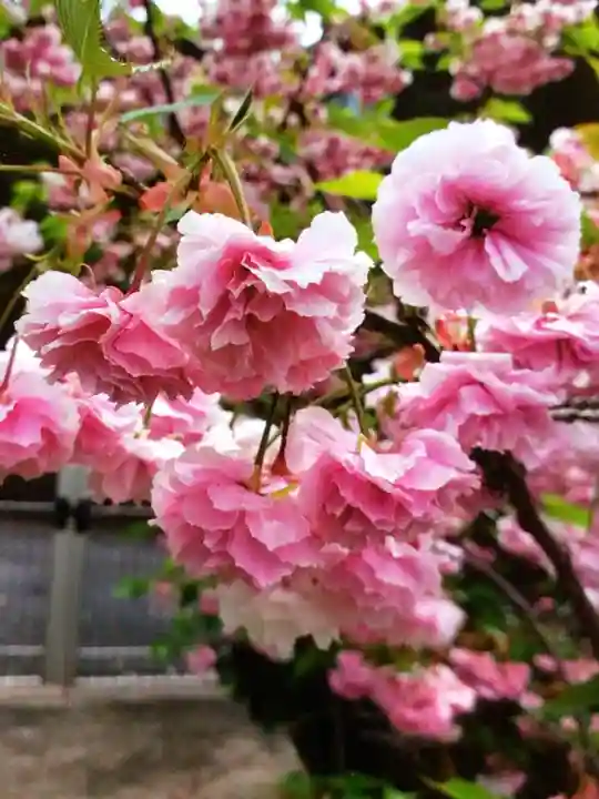 福蔵院(東京都)