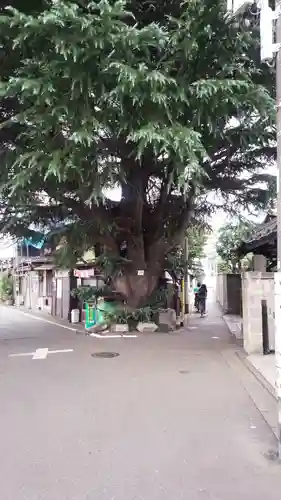 瑞輪寺(東京都)