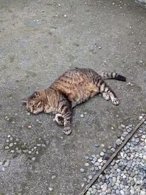 太田姫稲荷神社の動物