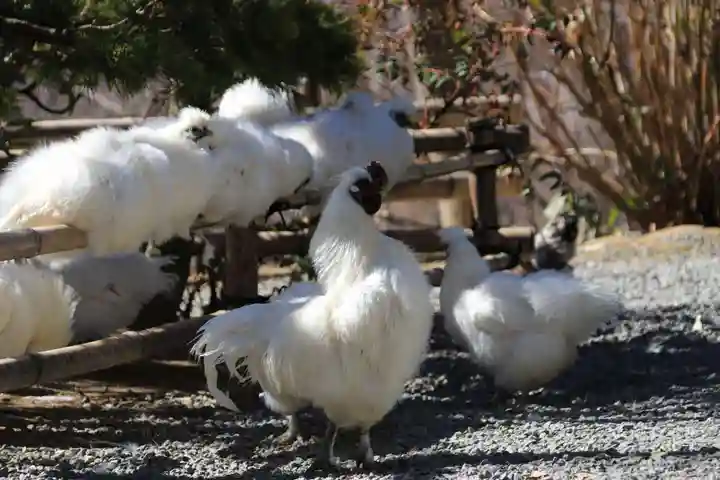 高屋敷稲荷神社の動物
