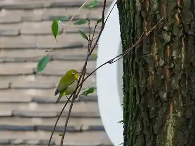 赤坂氷川神社(東京都)
