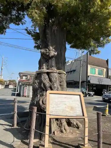前玉神社の自然