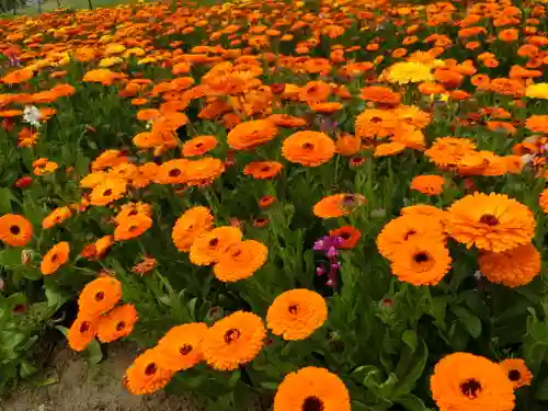 東本願寺本廟 牛久浄苑（牛久大仏）の自然