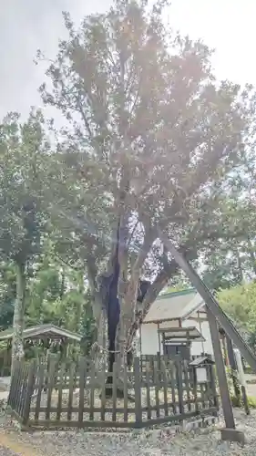 天宮神社の自然