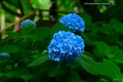 明月院(神奈川県)