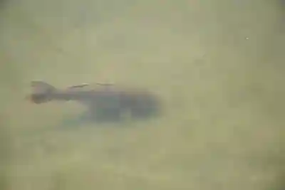 平安神宮の動物