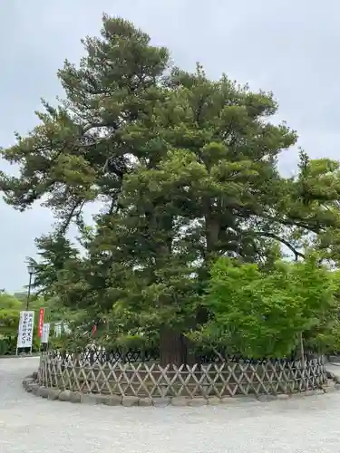 鶴岡八幡宮の自然