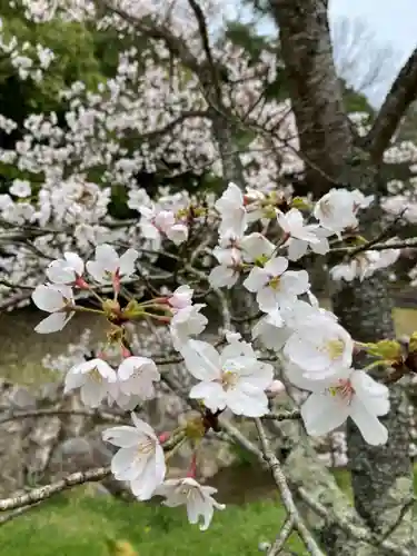 浄土真宗本願寺派久喜山高善寺の庭園