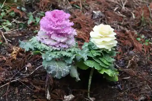 八幡神社(千葉県)