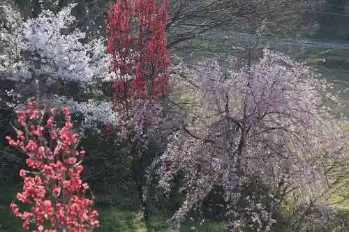 阿久津「田村神社」（郡山市阿久津町）旧社名：伊豆箱根三嶋三社の自然