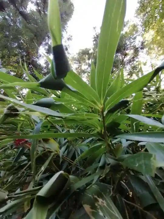 常陸第三宮 吉田神社の自然