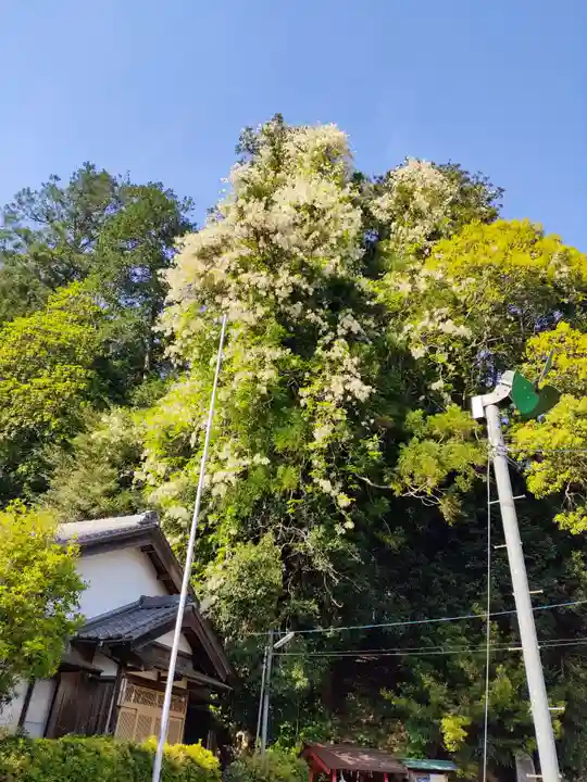 八幡神社の自然