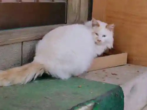 鎌数伊勢大神宮の動物