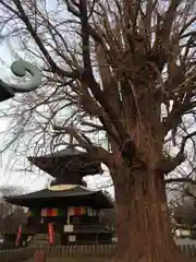 鑁阿寺の建物その他