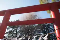 天祖神社（与野七福神　寿老神）の鳥居