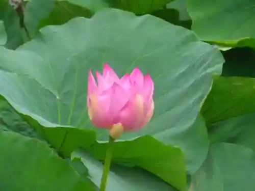 鶴岡八幡宮の自然