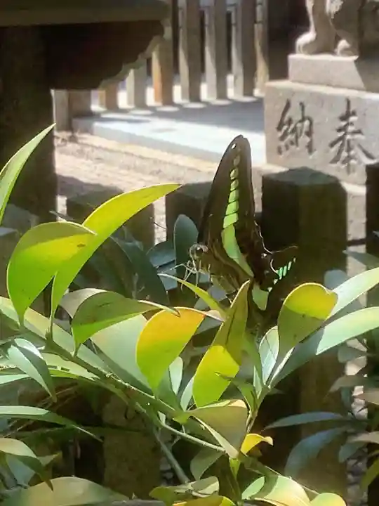 清洲山王宮 日吉神社の動物