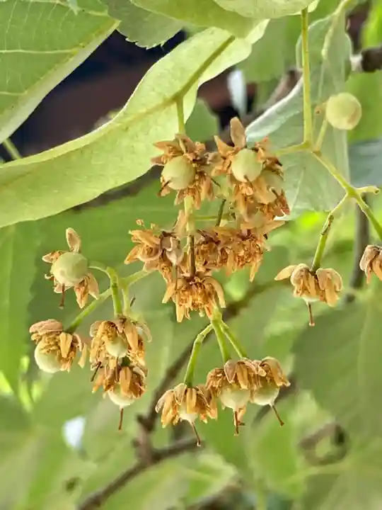 真正極楽寺(真如堂)の自然