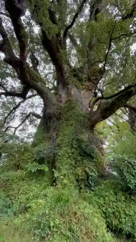 蒲生八幡神社(鹿児島県)