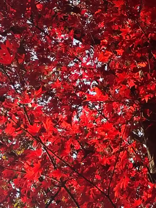 明治神宮の自然