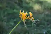 国宝 大法寺(長野県)