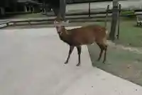 春日大社の動物