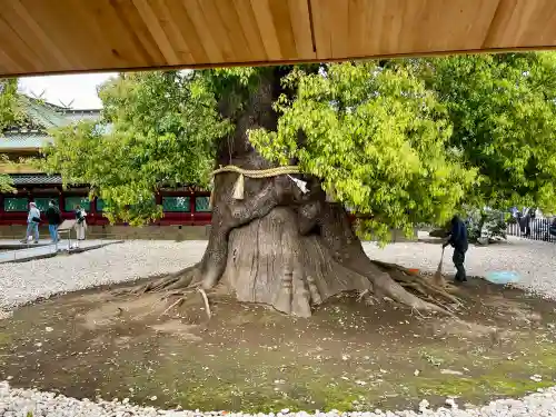 栄誉権現社の{uncategorized: "未分類", other: "その他", undefined: "問題あり", building: "その他建物", grave: "お墓", sacred_gate: "鳥居", guardian: "狛犬", statue: "像", buddha: "仏像", history: "歴史", nature: "自然", garden: "庭園", animal: "動物", pagoda: "塔", temizu: "手水舎", mountain_gate: "山門・神門", sanctuary: "本殿・本堂", subordinate: "末社・摂社", art: "芸術", scenery: "景色", jizo: "地蔵", ema: "絵馬", goshuin: "御朱印", omikuji: "おみくじ", items: "授与品その他", amulet: "お守り", goshuincho: "御朱印帳", eats: "食事", festival: "お祭り", votive_dance: "神楽", shichigosan: "七五三参", wedding: "結婚式", experience: "体験その他", initially: "初詣", around: "周辺", anti_infection: "感染症対策"}