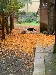 八雲神社の動物