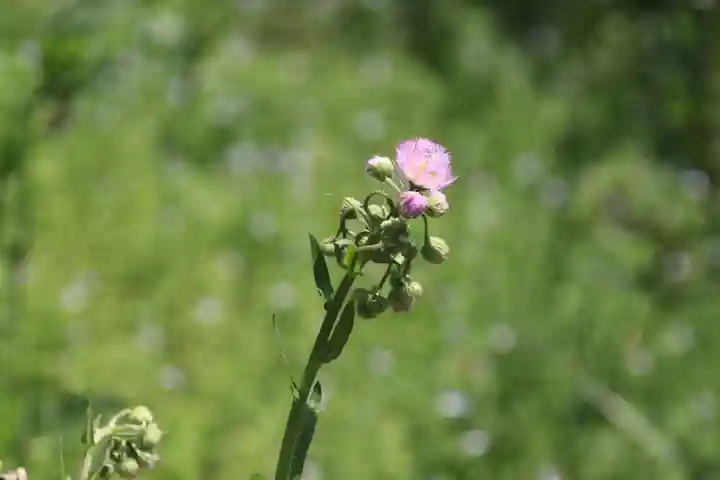 長屋神社の自然
