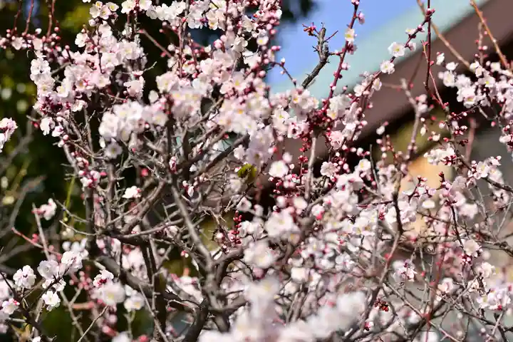 湯島天満宮の自然