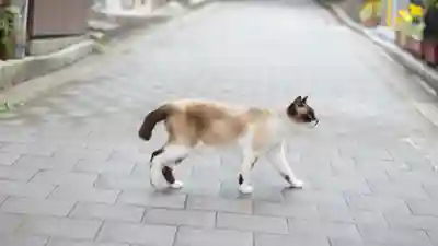 清荒神清澄寺(兵庫県)