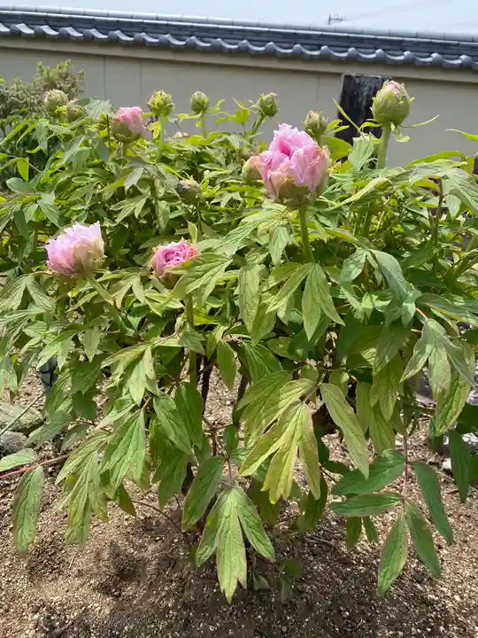 真言宗 善通寺派 薬王寺(香川県)