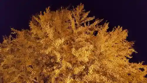 丹生酒殿神社の自然