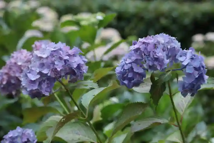 三室戸寺(京都府)