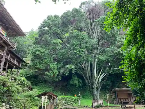 日龍峯寺(高澤観音)(美濃清水)の自然