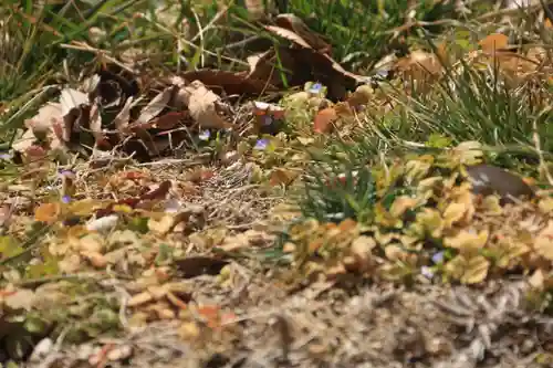 長屋神社の自然