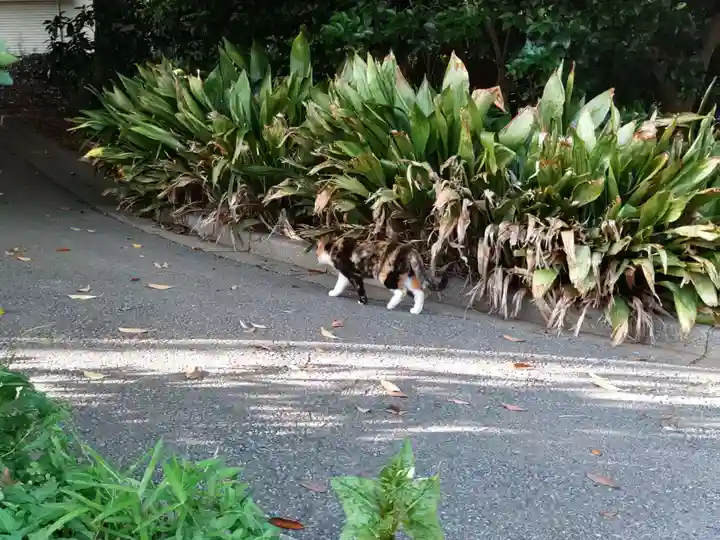柏諏訪神社の動物